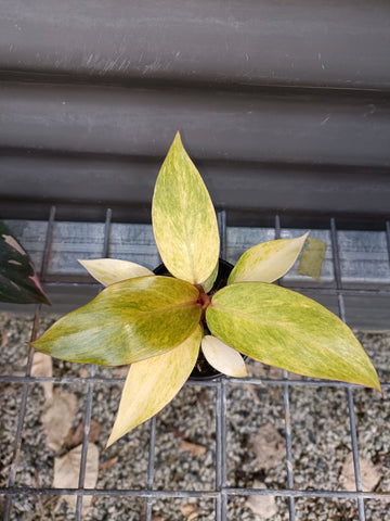 Philodendron Autumn Queen
