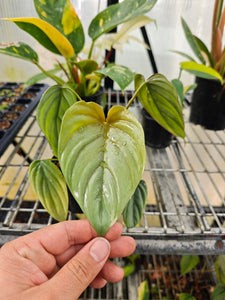 Philodendron Columbia