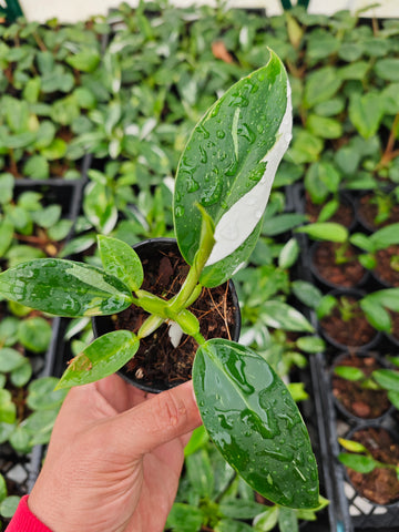 Philodendron white wizard