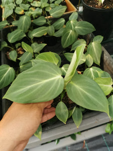 Philodendron gloriosum